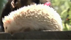 音乐短片 - 宠物兔兔 5