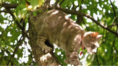 音乐短片 - 可爱猫咪