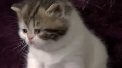 音乐短片 - 萌宠小猫