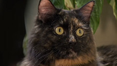 音乐短片 - 萌宠猫咪