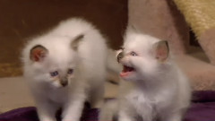 音乐短片 - 小猫多多