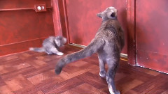 音乐短片 - 小猫丁丁