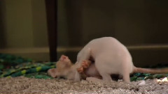 音乐短片 - 小猪丁丁