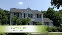 音乐短片 - 小猫娃娃