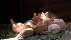 音乐短片 - 二师兄