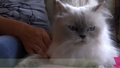 音乐短片 - 大师兄