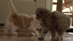 音乐短片 - 三藏师父