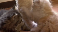 音乐短片 - 丁丁历险记