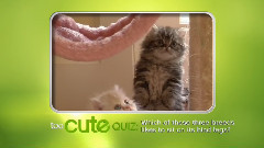 音乐短片 - 大唐小猫咪