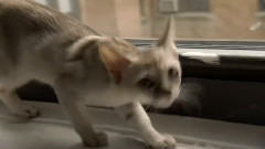 音乐短片 - 大唐小猪