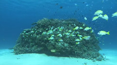 音乐短片 - 我的琉球(梦幻冲绳)