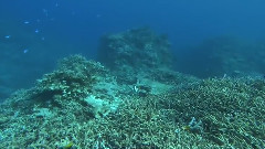 音乐短片 - 我的琉球(梦幻冲绳)