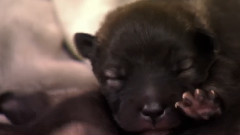 音乐短片 - 搞笑狗狗