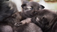 音乐短片 - 快乐的狗狗