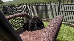 音乐短片 - 狗狗公仆