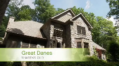 音乐短片 - 小狗狗