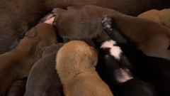 音乐短片 - 狗狗 2016