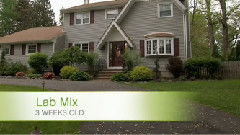 音乐短片 - 狗狗 2015