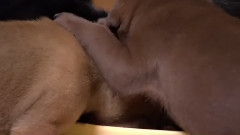 音乐短片 - 狗狗 1