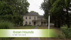 音乐短片 - 狗狗 2