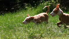 音乐短片 - 狗狗 3