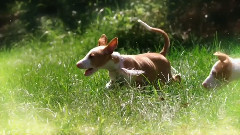 音乐短片 - 狗狗 4