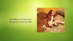 音乐短片 - 狗狗 5