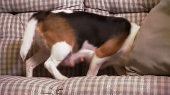 音乐短片 - 狗狗 6