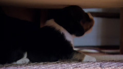 音乐短片 - 狗狗过年