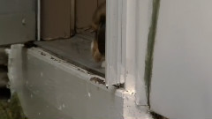 音乐短片 - 狗狗 7