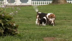 音乐短片 - 狗狗 8