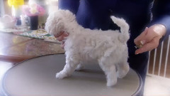 音乐短片 - 狗狗 44