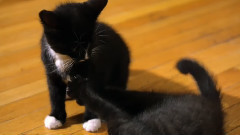 音乐短片 - 小猫 2016