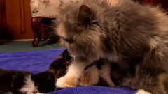 音乐短片 - 小猫 2016