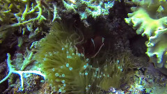 音乐短片 - Diving In Indonesia