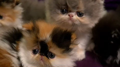 音乐短片 - 波斯猫