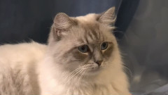 音乐短片 - 凌乱的猫咪