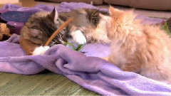 音乐短片 - 波斯猫咪