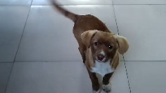 音乐短片 - The Dog Dog Video Wang Xing