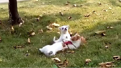 音乐短片 - The Dog Dog Son Ji Shengde And Cher