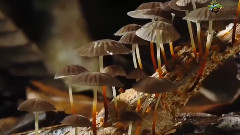 音乐短片 - Mushrooms