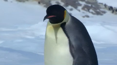 音乐短片 - 南极宝宝