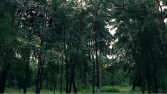 音乐短片 - SIZAMA Dood Forest