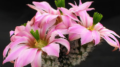 音乐短片 - Flores de Cactos