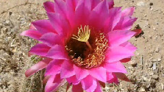 音乐短片 - Very Long Slideshow of Cool Cactus Flowers