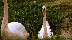 音乐短片 - Swanning Around