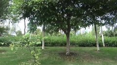 音乐短片 - 回家 萨克斯风