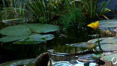 音乐短片 - Bloom