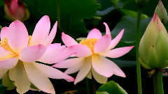 音乐短片 - ЛОТОС