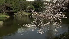 音乐短片 - 日本 樱花